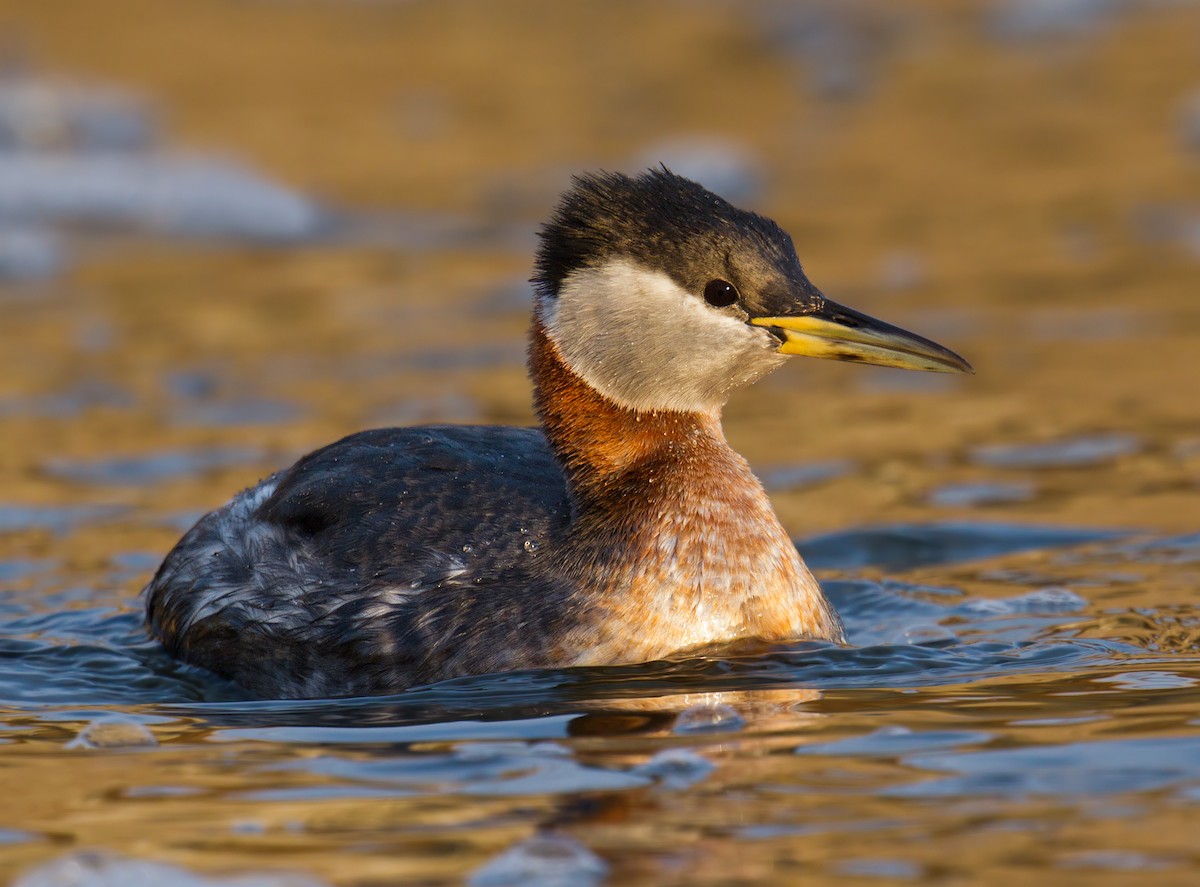 Red-necked Grebe - ML81752841