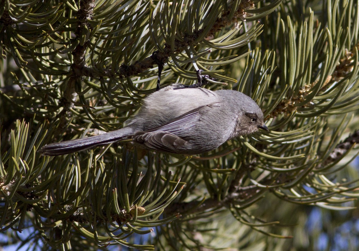 Bushtit - ML81753021