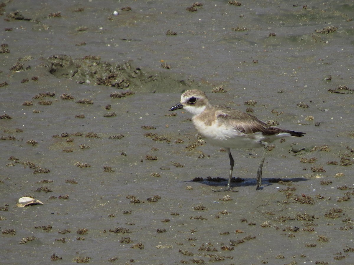 Siberian Sand-Plover - ML81753081