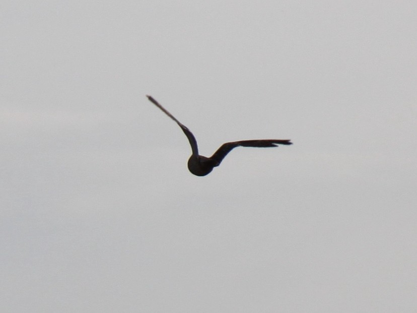 Short-eared Owl - ML81753491