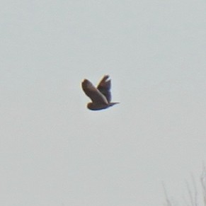 Short-eared Owl - ML81753501