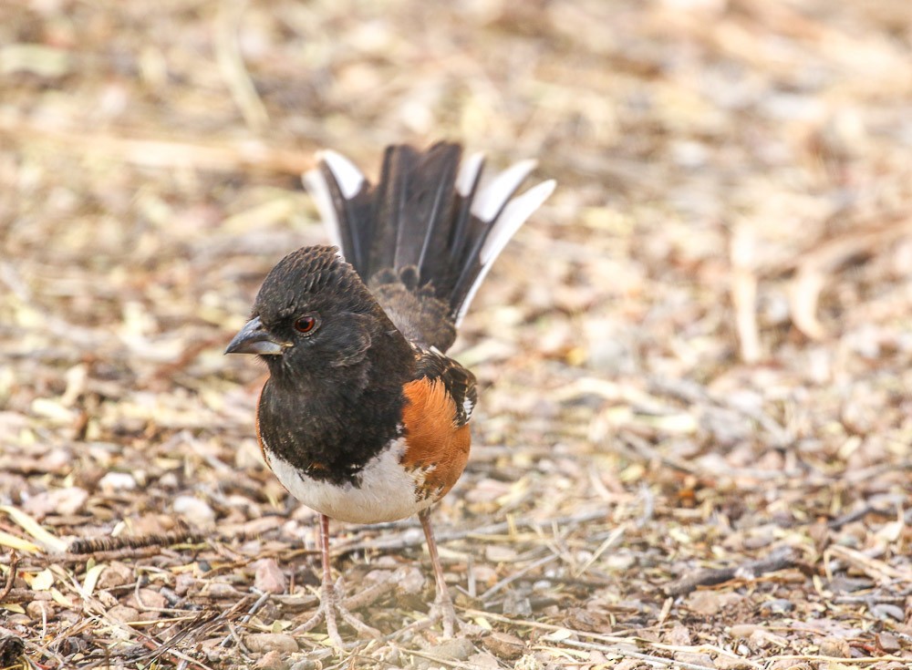 Eastern Towhee - Teresa Connell