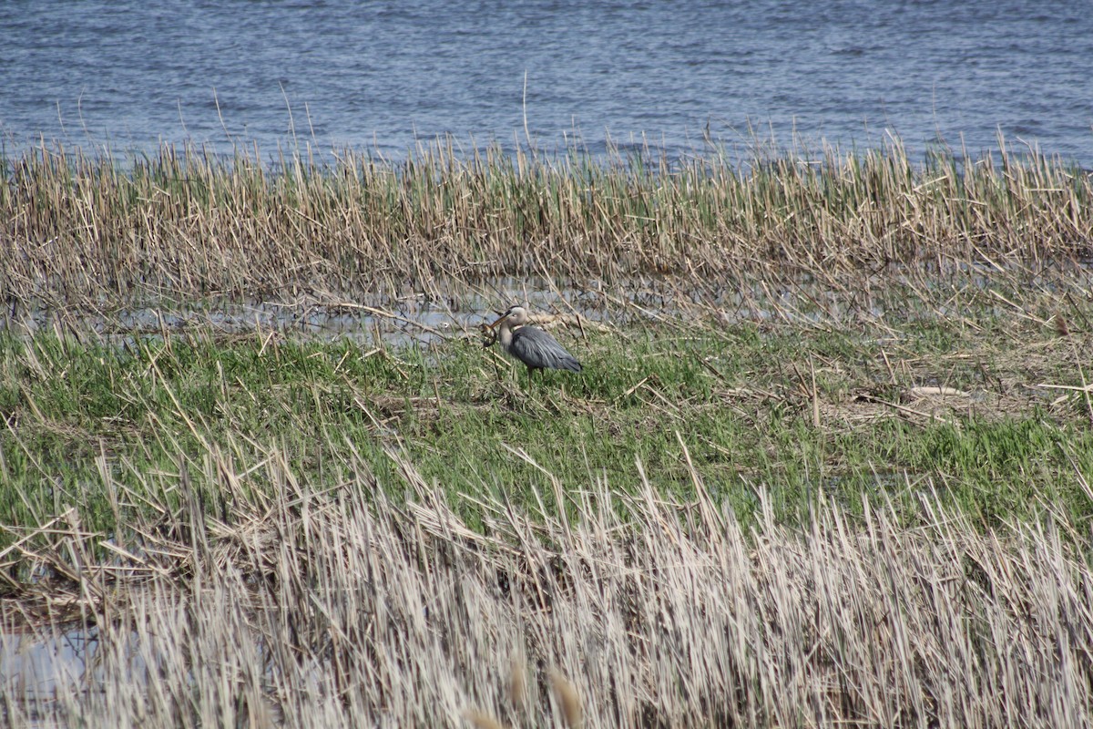 Great Blue Heron - Guy Brouillard