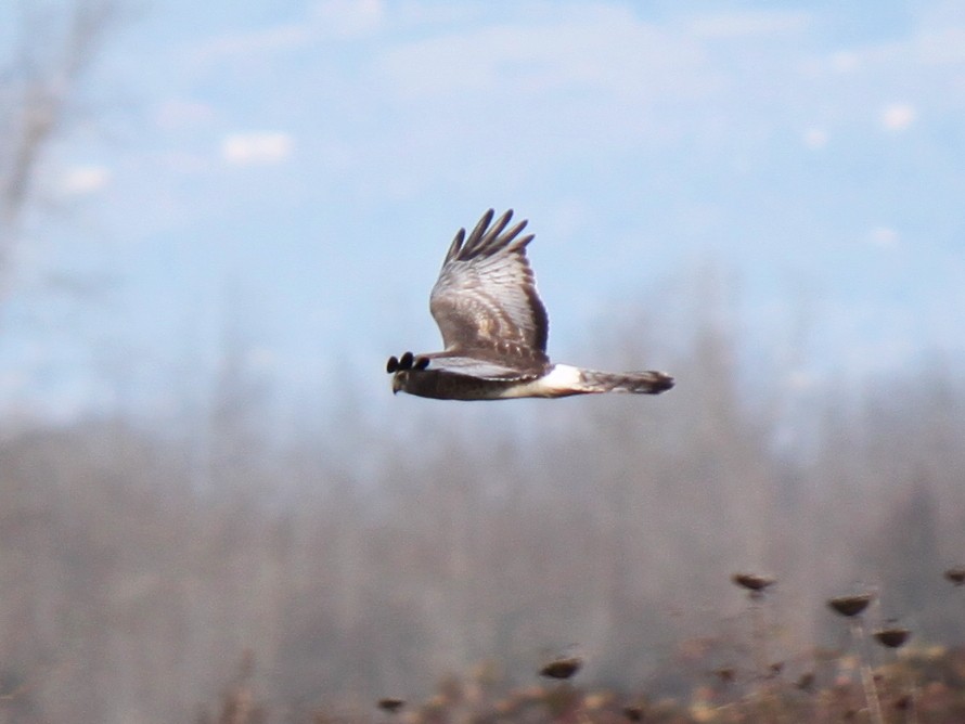 Northern Harrier - ML81754301