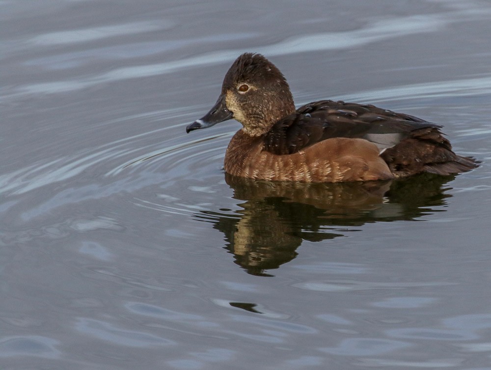 Ring-necked Duck - Teresa Connell