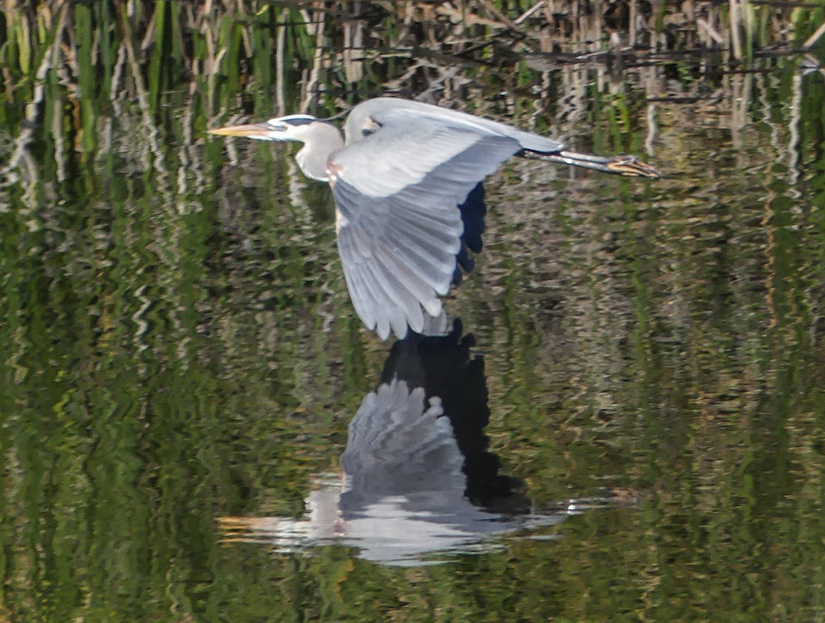 Great Blue Heron - ML81754961