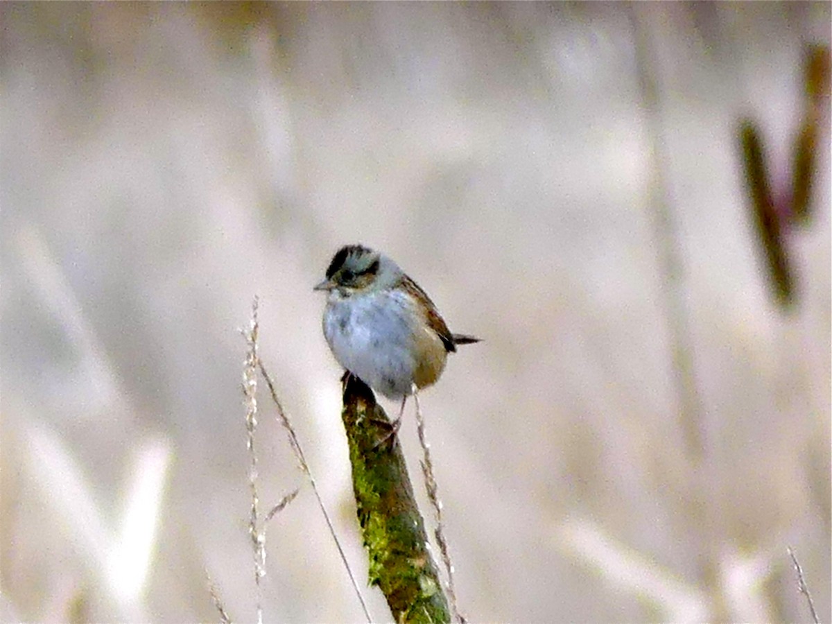 Swamp Sparrow - ML81755371