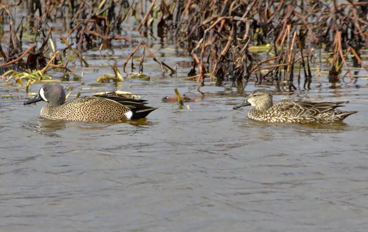 Blue-winged Teal - ML81756301
