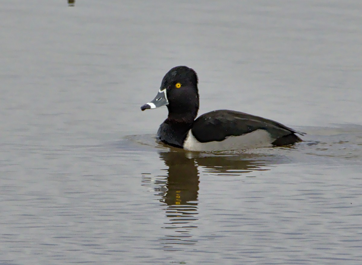 Ring-necked Duck - ML81756571