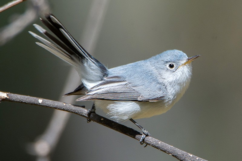 Gobemoucheron gris-bleu - ML81756701