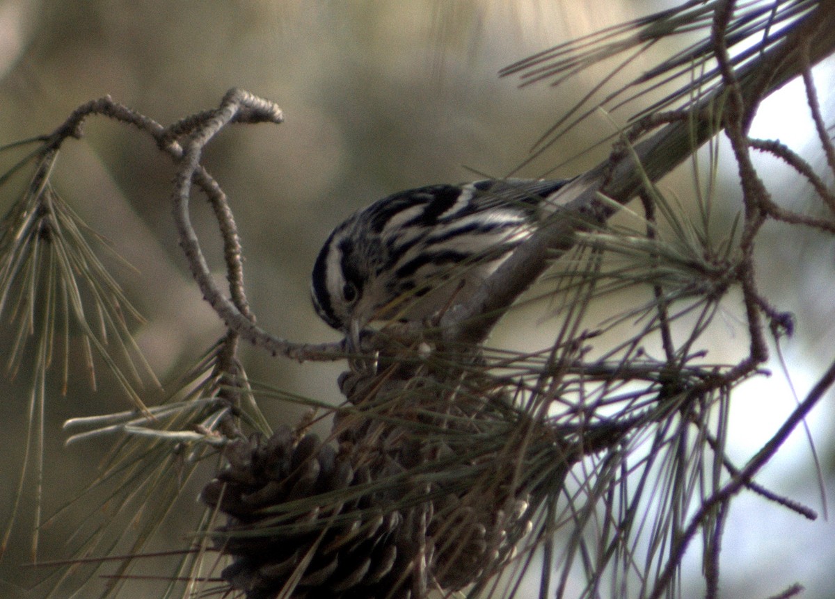 Black-and-white Warbler - ML81757381