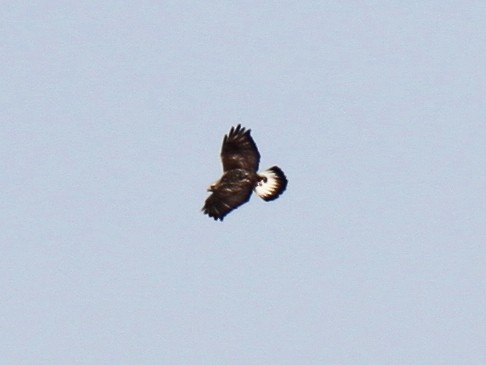 Rough-legged Hawk - ML81757711