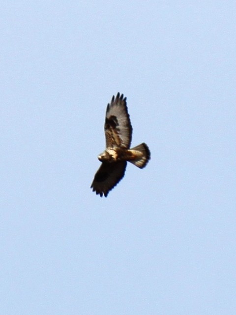 Rough-legged Hawk - ML81757741