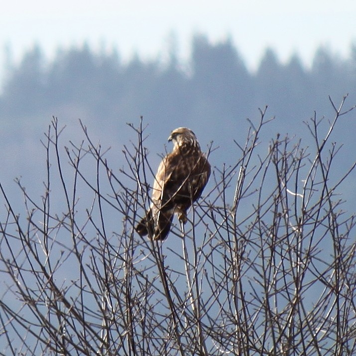 Rough-legged Hawk - Philip Kline