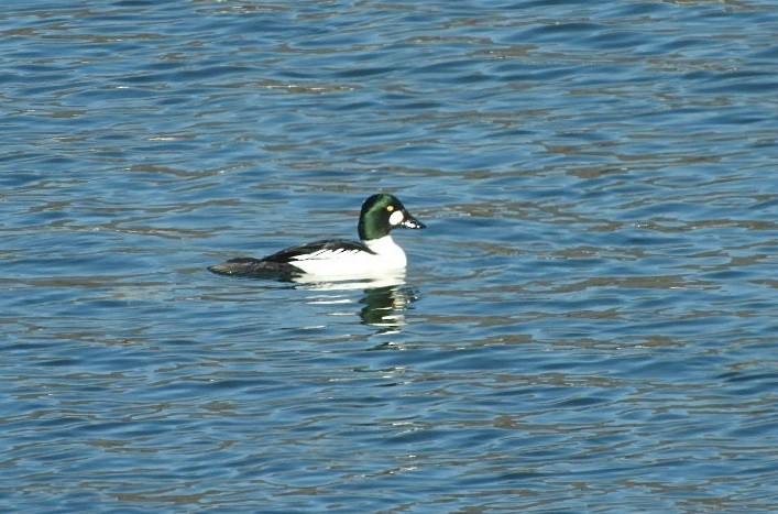 Common Goldeneye - Nina Jones