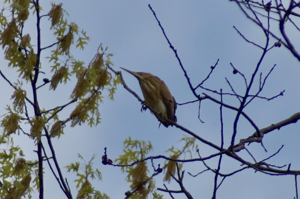 Least Bittern - ML81759971