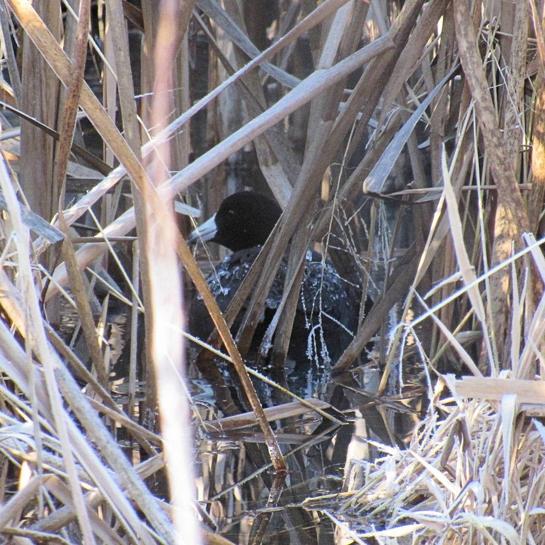 American Coot - ML81760381