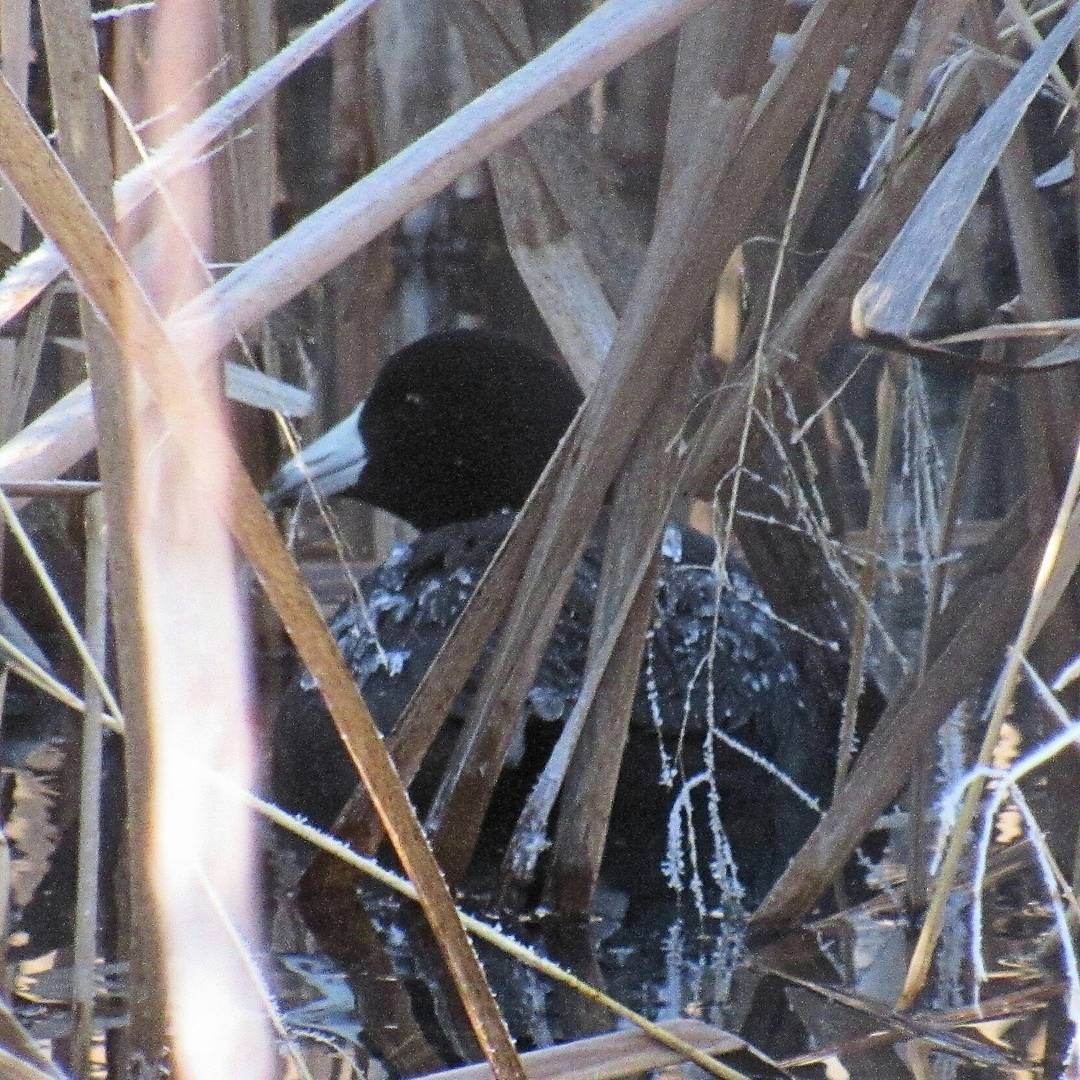 American Coot - ML81760431