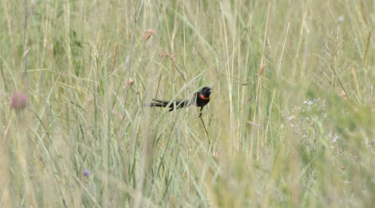 Red-collared Widowbird - ML81760441
