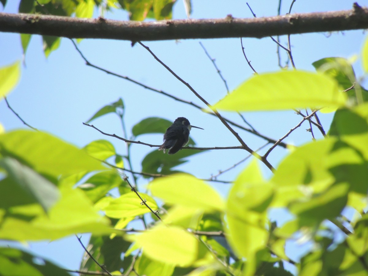 Colibrí Gorjiescamoso - ML81760941