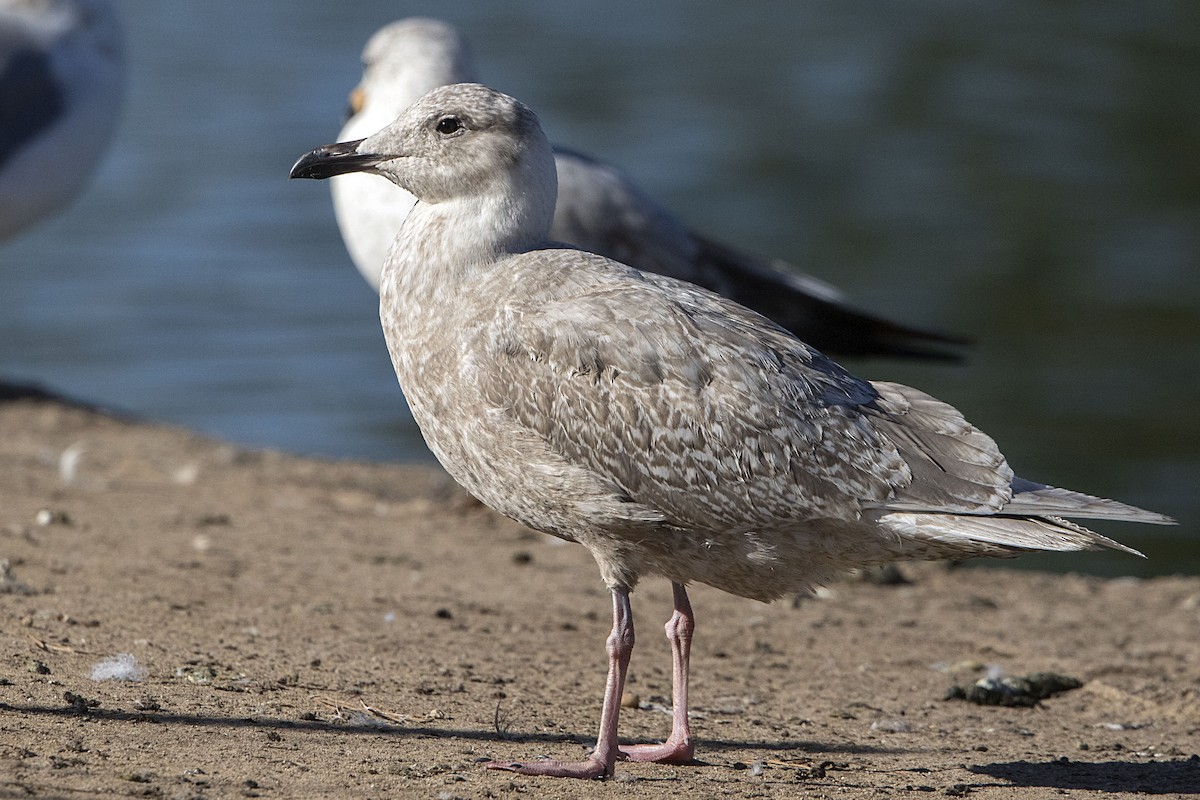 Glaucous-winged Gull - ML81761041