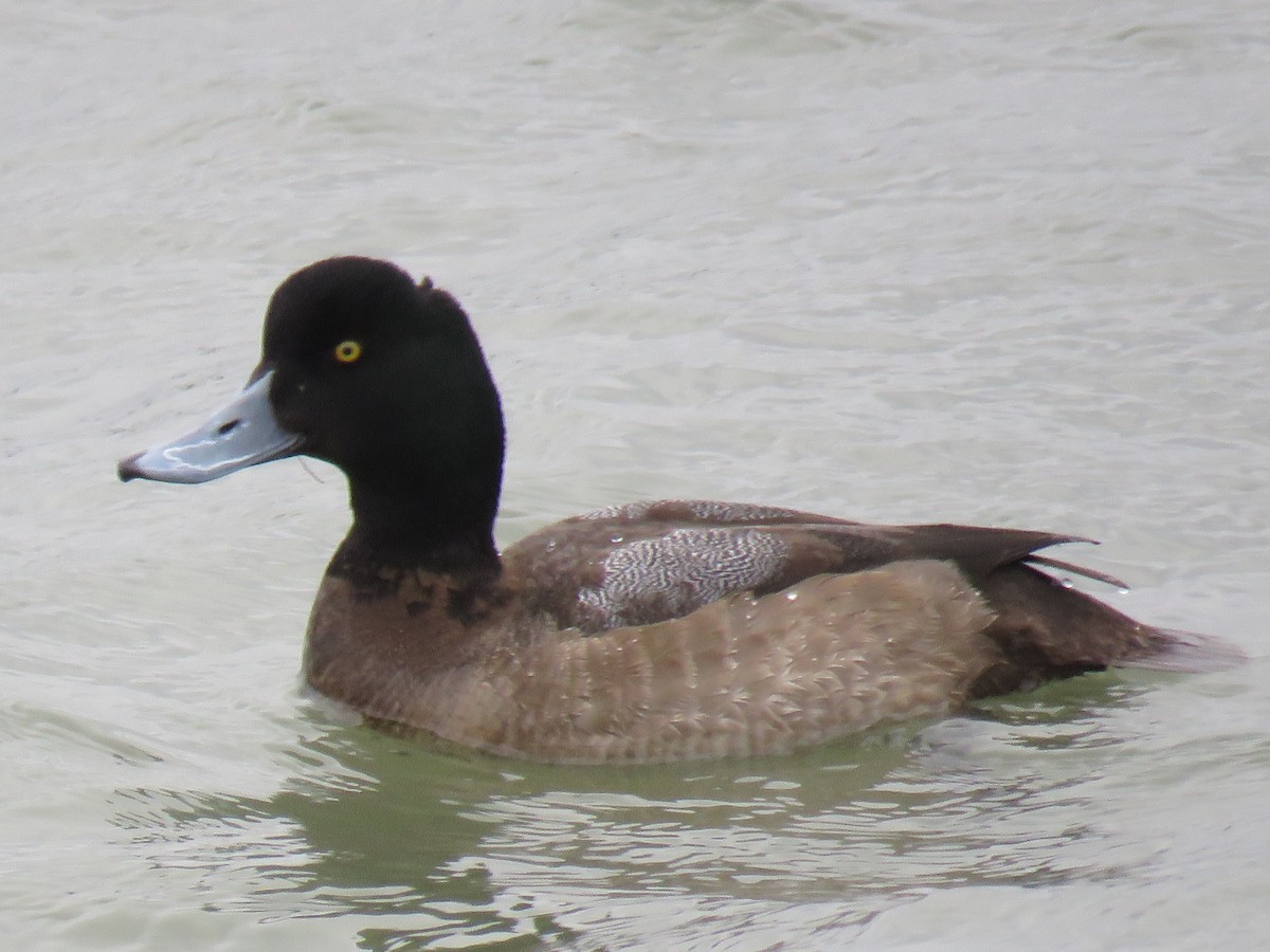 Greater Scaup - Kathy Louthan