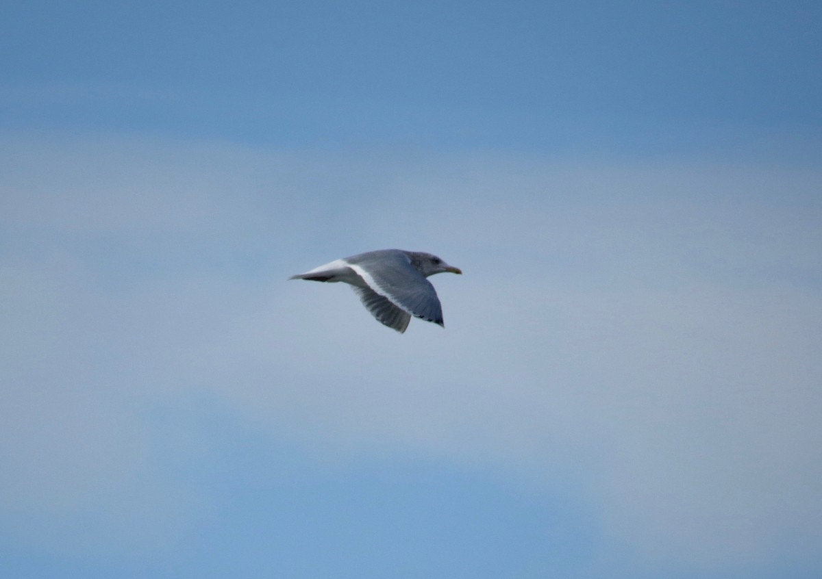 Iceland Gull - ML81762241