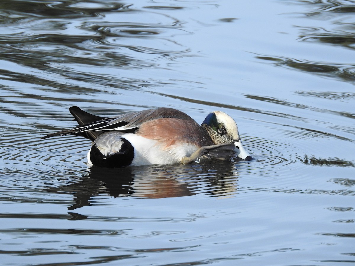 American Wigeon - Anna Pickering