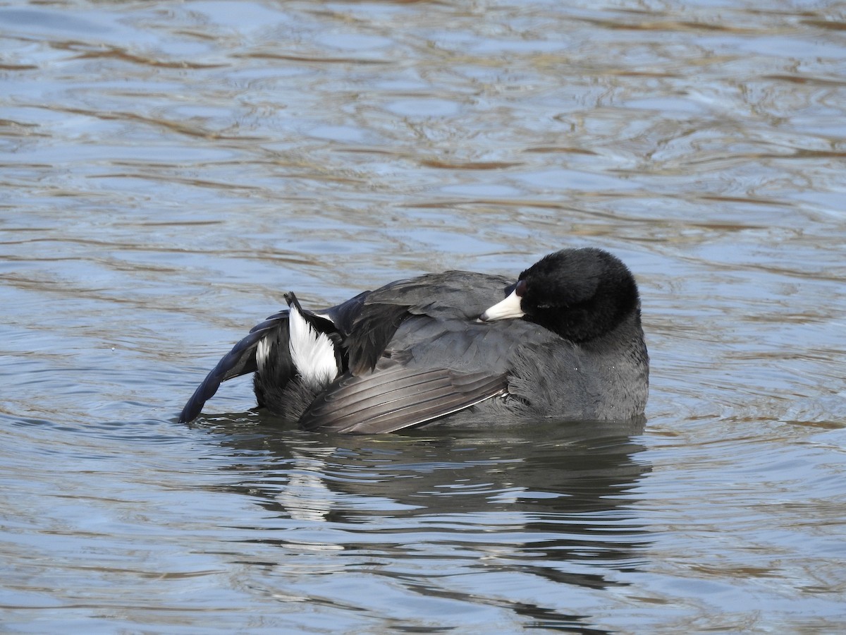 American Coot - ML81764541