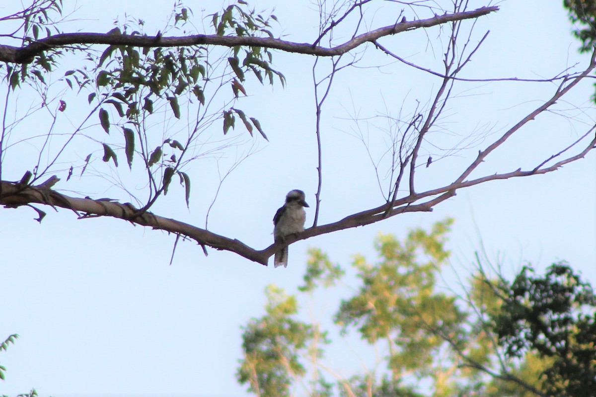 Laughing Kookaburra - ML81765981