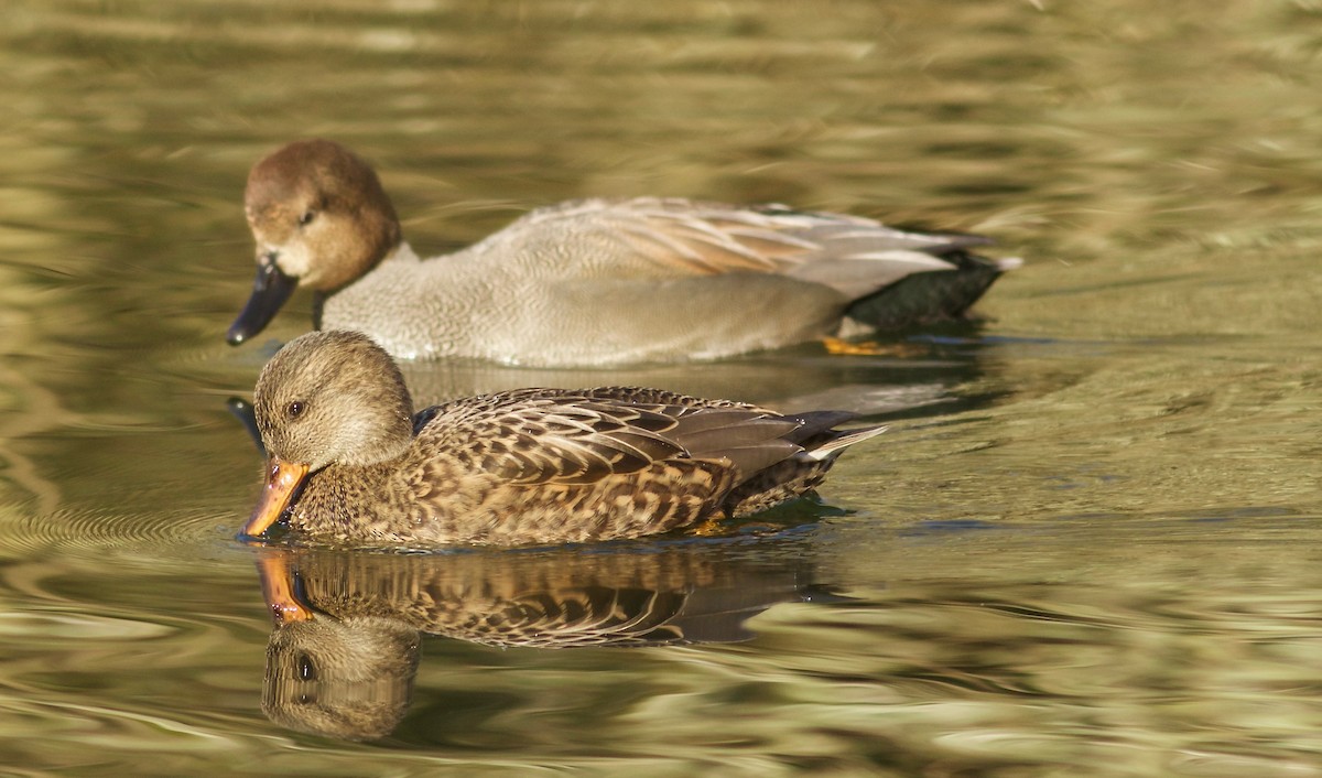 Gadwall - Kathryn Keith