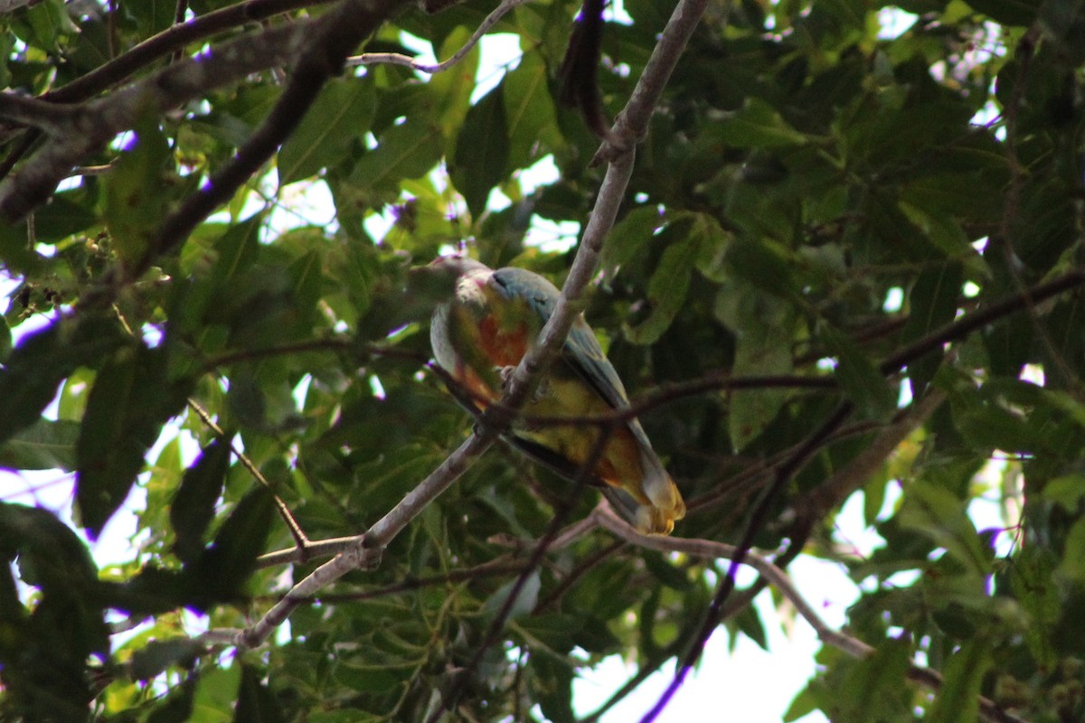 Rose-crowned Fruit-Dove - ML81767291