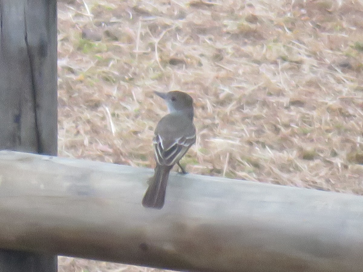 Dusky-capped Flycatcher - Jose Martinez De Valdenebro