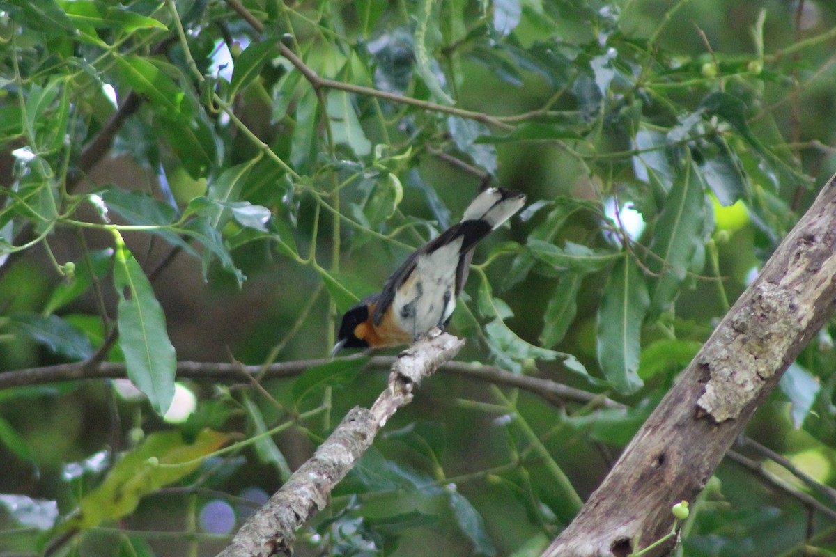 Spectacled Monarch - ML81767521