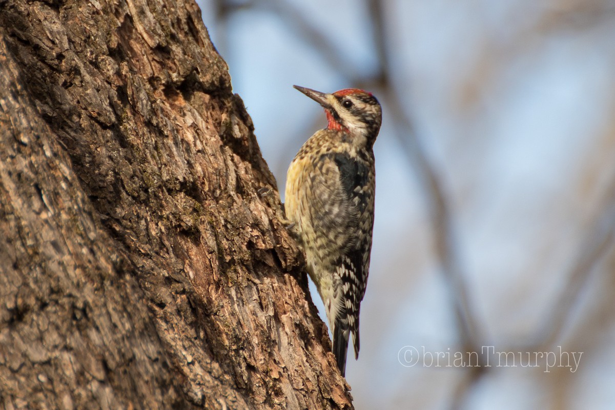 Yellow-bellied Sapsucker - ML81768011