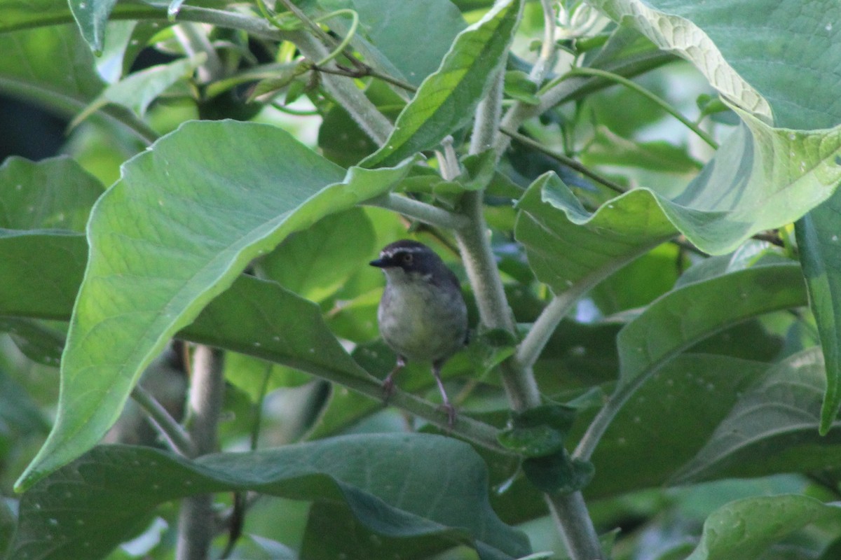 White-browed Scrubwren (Buff-breasted) - ML81768161