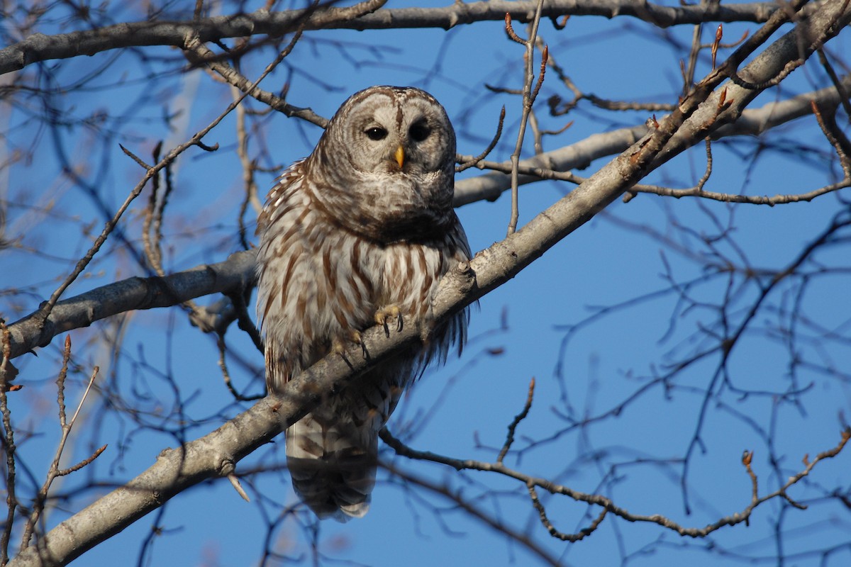 Barred Owl - ML81768221