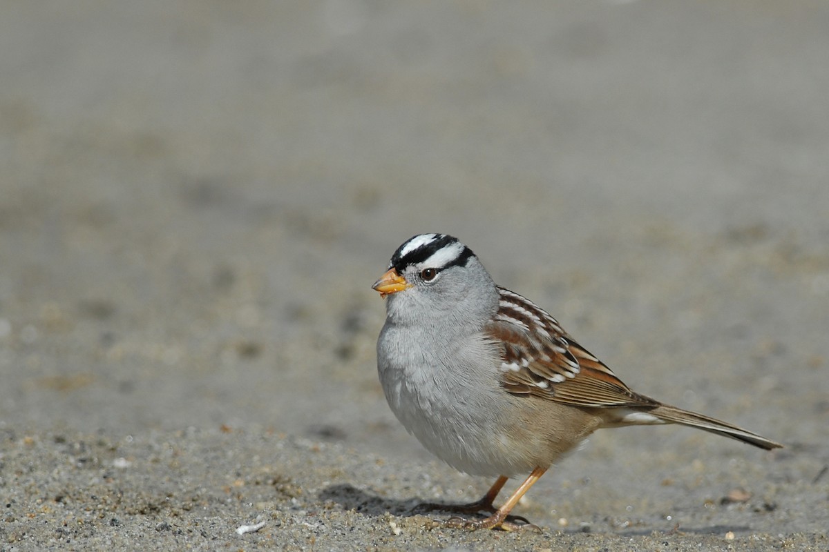 White-crowned Sparrow (Gambel's) - Cameron Eckert