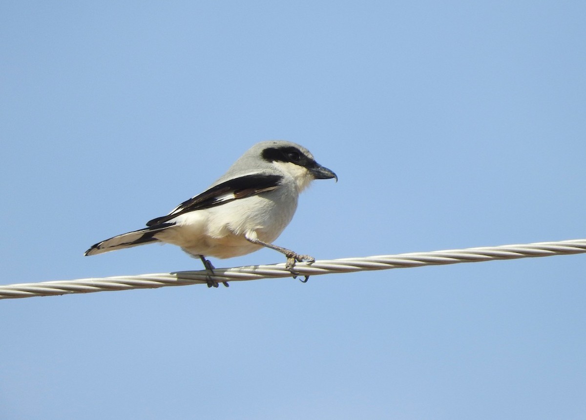 Loggerhead Shrike - ML81768341