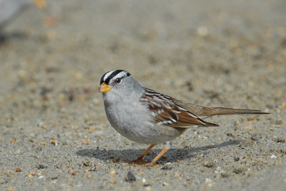 White-crowned Sparrow (Gambel's) - Cameron Eckert