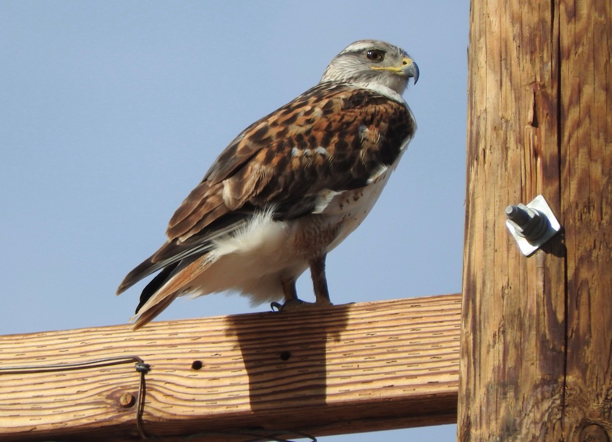 Ferruginous Hawk - ML81768621