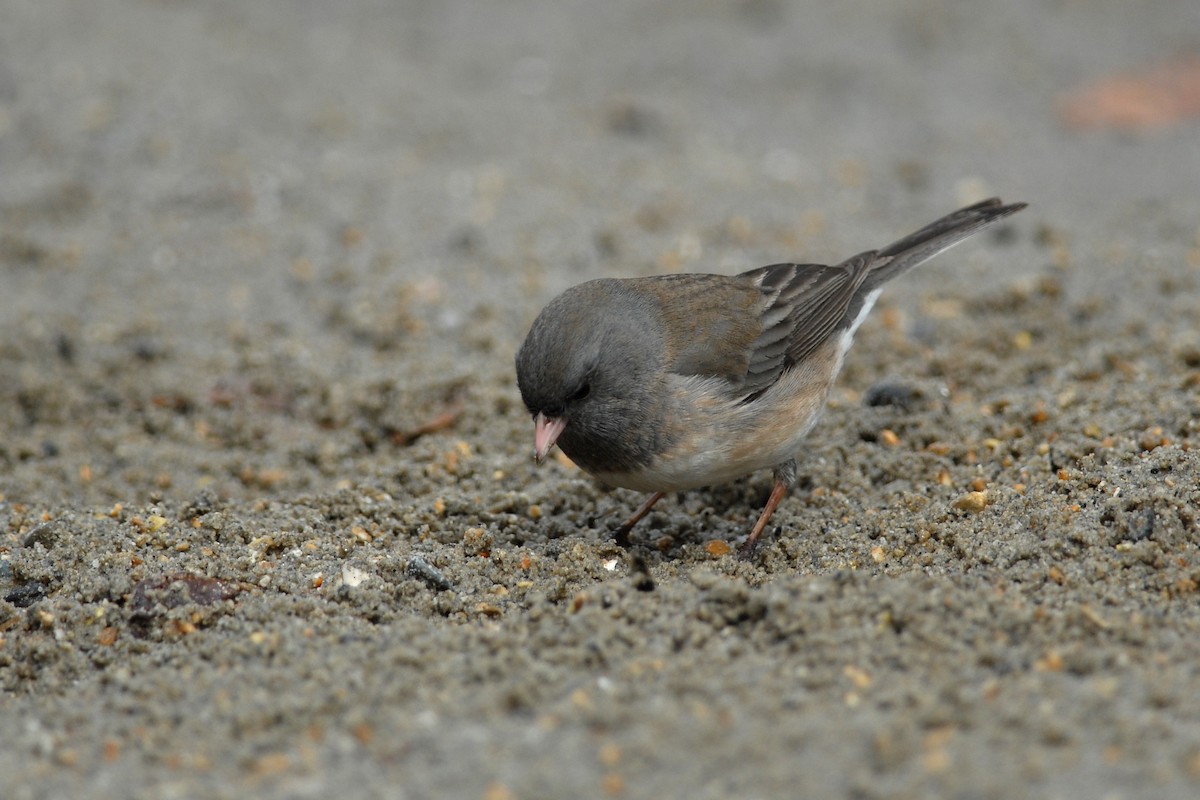 Dark-eyed Junco - Cameron Eckert