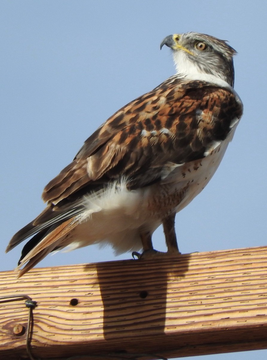 Ferruginous Hawk - ML81768701