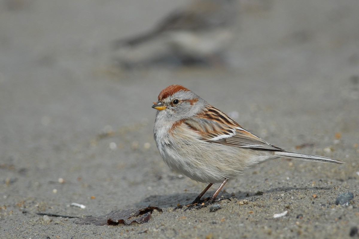 American Tree Sparrow - Cameron Eckert