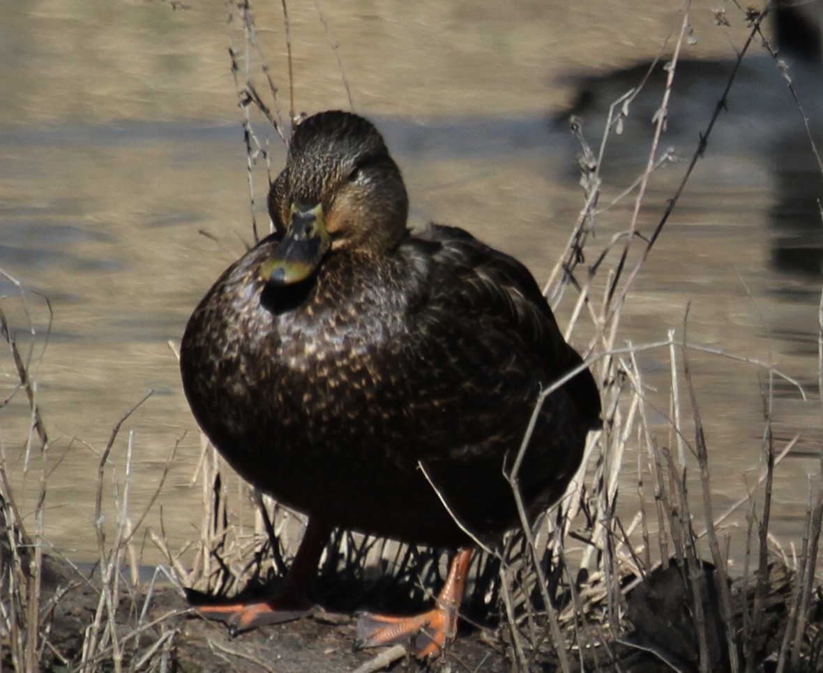 American Black Duck - ML81768961