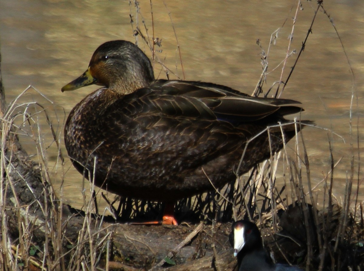 American Black Duck - ML81768971