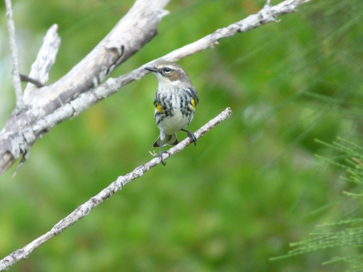 Yellow-rumped Warbler - ML81769211