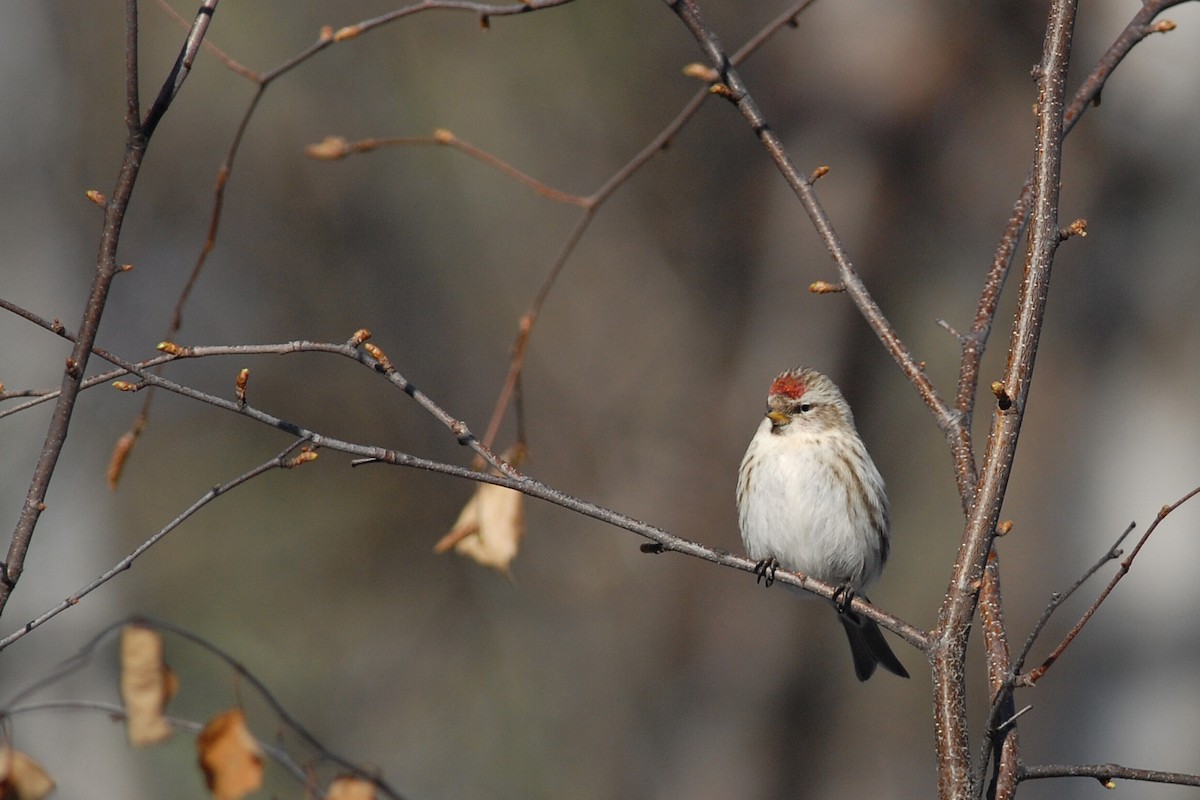 Common/Hoary Redpoll - ML81769251