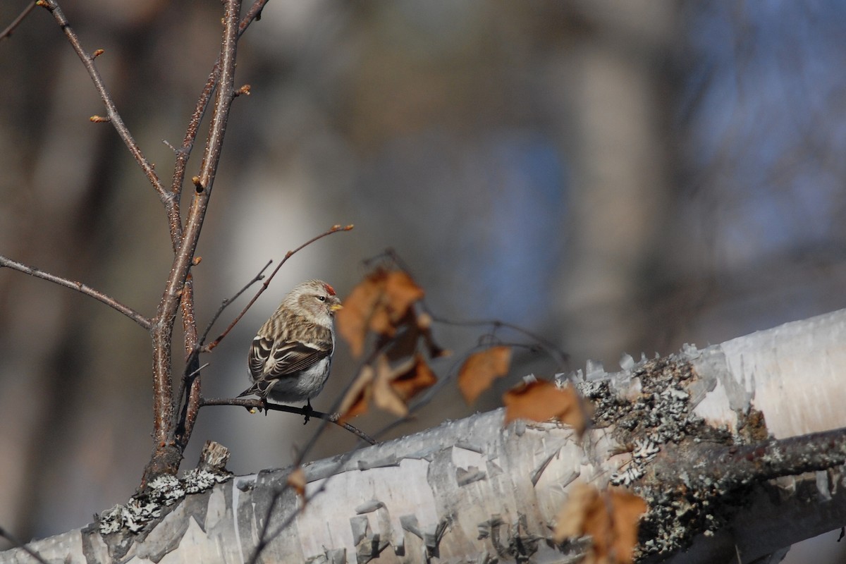 Common/Hoary Redpoll - Cameron Eckert