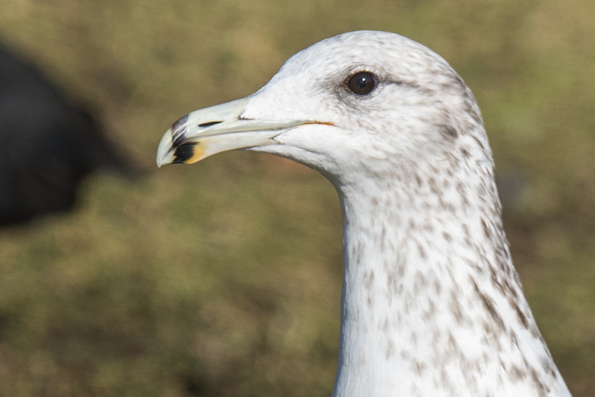 California Gull - Bernardo Alps